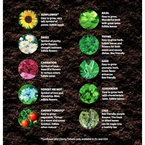 MATITA SPROUT - Product Image 2