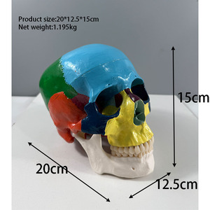 Modelo de esqueleto humano 3 cráneos asiáticos de colores con 8 modelos de cerebro - Product Image 2