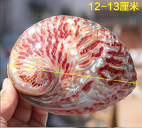 Coquilles naturelles d'ormeau poli coquille de Paua rouge vif contenant la décoration de fenêtre de maison de boîte