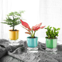 Pot de fleurs économique en plastique, décoration d'intérieur, petit pot hydroponique pour salon, moulage par injection