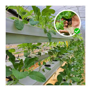 Grande serre de culture sans sol en PVC, système de culture hydroponique verticale NFT pour la laitue, les fraises, les cerises, les concombres - Product Image 4