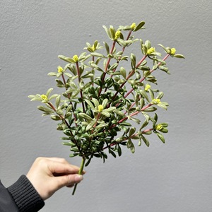 Tige artificielle de Portulaca Oleracea, plante verte artificielle pour la décoration de la maison, du balcon, du jardin, des arrangements floraux de mariage - Product Image 6