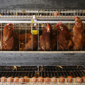 Cages à volailles pour poules pondeuses, système d'alimentation automatique, grande capacité, design peu encombrant, traitement antirouille - Product Image 3