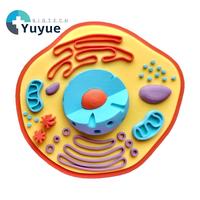 Conjunto de Modelos de Estructura Celular de Animales y Plantas, Material Didáctico de Biología para la Educación Científica