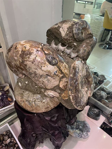 Yüksek kaliteli madagaskar doğal amonyum fosil kabuklu kristal örnek satılık parlak salyangoz fosil - Product Image 2