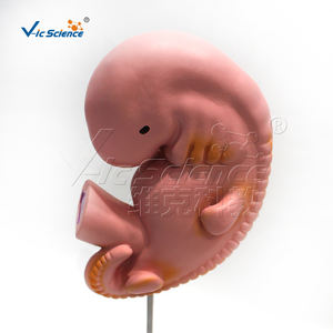 ชุดแบบจำลองการตั้งครรภ์ 9 แบบ สำหรับการศึกษาทางวิทยาศาสตร์การแพทย์  โครงสร้างพัฒนาการของทารกในครรภ์ในช่วงต่างๆ - Product Image 4