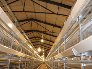 Automatisation de <span class=keywords><strong>poulailler</strong></span> pour les cages à poules pondeuses - Product Image 3