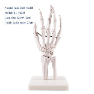 Modèle d'articulation de la main de la science médicale enseignement médical modèle d'os de la main aide à l'enseignement art peinture modèle d'os de la main réel - Product Image 2