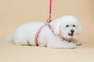 Arnés Azul Turquesa ITALIANA Con Cuero Italiano Dorado Regalo Perfecto Para Dueños De Perros Gamuza Genuina Y Herrajes Con Acabado Dorado - Product Image 2