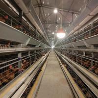 Ampoule LED E27 personnalisée pour volailles, 48V DC, dimmable, étanche IP67, pour applications agricoles (élevage de poulets de chair, poules pondeuses, reproducteurs)