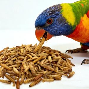 Larves de Mouches Soldat Noires Séchées Riches en Protéines, Sans Céréales, de Qualité Supérieure, 10kg - Product Image 2
