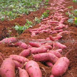 PATATE douce POUR LES VENTES DU VIETNAM - Product Image 1