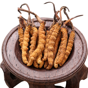 السائبة الطازجة المجففة كورديسيبين شيتاكي mycelium كامل teins كورديسيبس سينينسيس الفطر كورديسيبس فطر فطر militaris الفطريات - Product Image 2