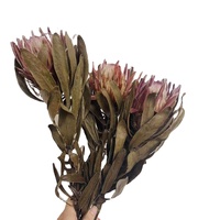 DFF05 Protea Fleur Séchée Protea Cynaroides Naturel Réel Bouquet De Fleurs Décoration Vie Bouquet De Fleurs Séchées Décoration