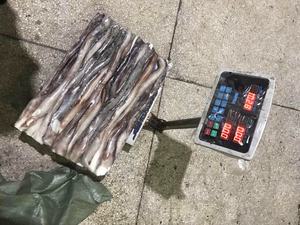 Bevroren Giant Inktvis Lange Seksuele Tentakel - Product Image 6