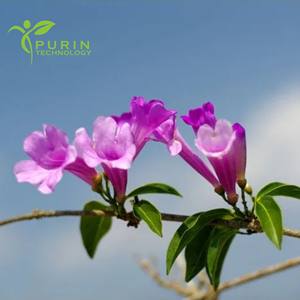 Extracto puro de <span class=keywords><strong>Campanula</strong></span> Sinensis10:1 para fórmulas tópicas para aliviar el dolor 10:1 - Product Image 2