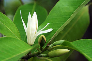 Magnolia Flower Sleep Aid Oil zur Linderung von Schlaflos igkeit - Product Image 3