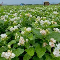 Jasmin séché naturel, sans additifs, thé aux fleurs parfumé pour la préparation de thé, la décoration et l'artisanat