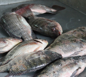 Pescado fresco y congelado, incluyendo caballa fresca y pez bruja a un precio asequible - Product Image 6