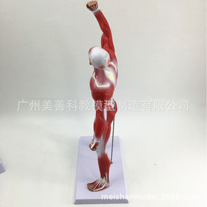 Modèle de muscle humain (50 cm) - Morphologie et structure musculaire du corps entier - Anatomie musculaire - Modèle de muscle pour la kinésiologie humaine - Product Image 5