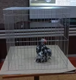 Cage galvanisée pour volailles de combat 60cm×60cm×60cm, enclos en fil soudé pour poulets de combat, cage d'élevage carrée pour volailles - Product Image 2
