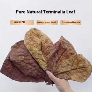 Groothandel Natuurlijke Elemi Bladeren Materiaal Antibacteriële Waterzuivering Bladeren - Product Image 5