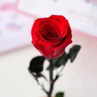 Bunga Mawar Asli Awet Alami dalam Tabung Kaca, Hadiah Romantis Abadi, Tahan Lama 3-5 Tahun, Ukuran Dapat Disesuaikan