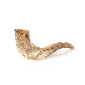 Shofar en corne de bélier naturelle courbée, corne à souffler traditionnelle, instrument de cérémonie juive fait main, trompette de culte religieux polie - Product Image 1