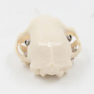 Cráneo de Gato, Esqueleto de Gato, Herramienta Anatómica de Tamaño Real, Equipo Educativo, Anatomía de Mandíbula y Dientes de Gato - Product Image 6