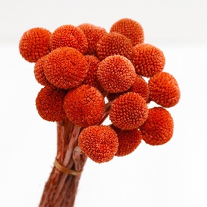 <span class=keywords><strong>Flores</strong></span> Secas <span class=keywords><strong>de</strong></span> Craspedia Billy Balls, Decoración Duradera para el Hogar, Oficina, Bodas y Eventos - Product Image 4