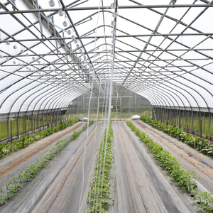 Invernadero Agrícola de Gran Tamaño a Precio de Fábrica para Cultivo de Tomates - Product Image 4