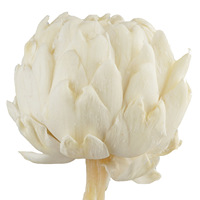 YNWYH A001 Bunga Artichoke Kering Tunggal yang Diawetkan, Dekorasi Rumah & Pernikahan, Bahan Kerajinan DIY, Langsung dari Pabrik