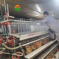 Cage à poules pondeuses de type A à longue durée de vie, équipement avicole avec structure en acier galvanisé