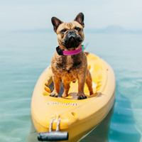 Traceur GPS 4G pour chiens, collier de suivi GPS 4G pour animaux de compagnie, Mini dispositif de suivi GPS pour animaux de compagnie