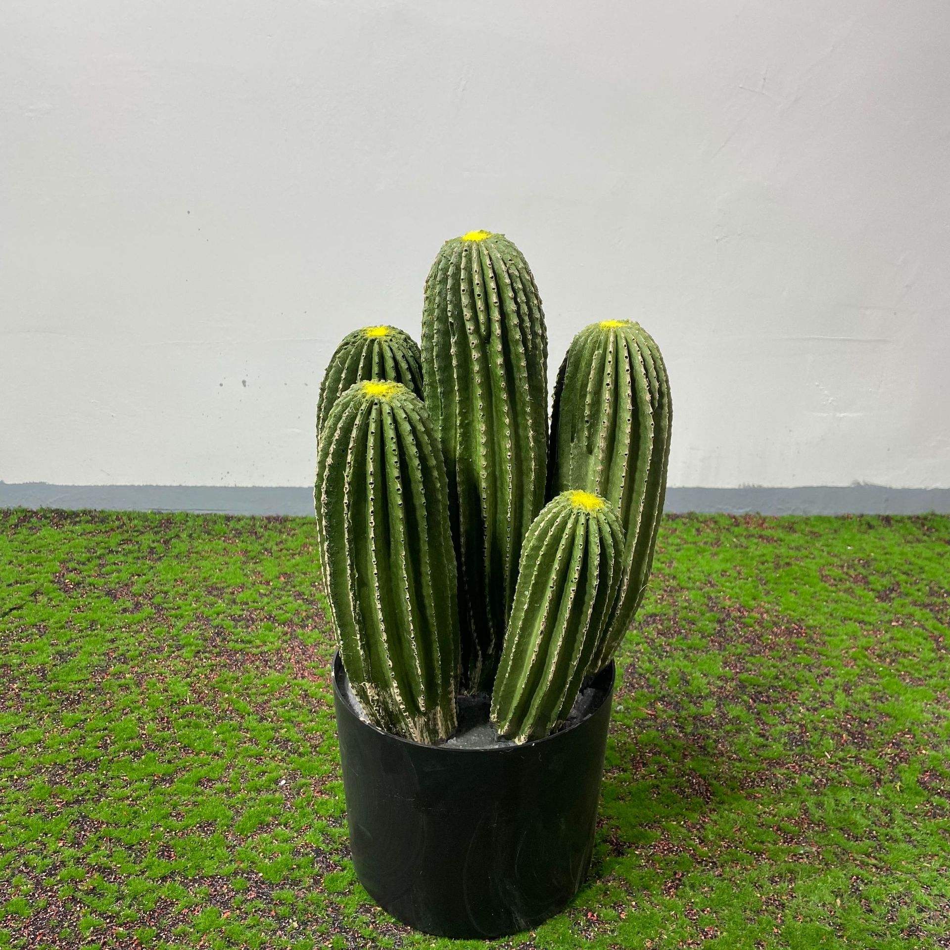 Les deux pôles du cactus - 1,45m