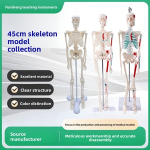 Modèle squelettique personnalisé de 45 cm pour l'enseignement médical : collection d'anatomie de la colonne vertébrale, de la bassine, des membres, des mains et des pieds - Product Image 2
