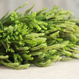 Dekorasi FBY02S-109 bahan lanskap bunga rumput pohon pinus diaphasium kering daun Veitchii lumut klub kering - Product Image 3