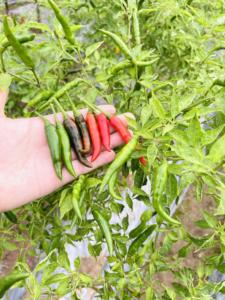 พริกสดแดงเวียดนามขายส่ง | พริกไทยร้อนออร์แกนิกส่งออกคุณภาพพรีเมี่ยม - Product Image 5