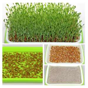 Bandeja de Plástico <span class=keywords><strong>para</strong></span> Semilleros de Arroz y Vegetales, Celdas <span class=keywords><strong>para</strong></span> Cultivo de Plántulas - Product Image 4