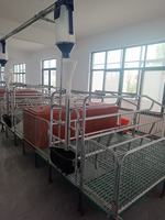Lit de mise bas pour truies, équipement d'élevage porcin, enclos de mise bas pour truies, caisses de mise bas à vendre
