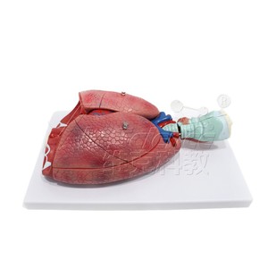 Modèle de système respiratoire haute précision à 7 composants avec structures anatomiques clairement marquées pour une utilisation universitaire - Product Image 5