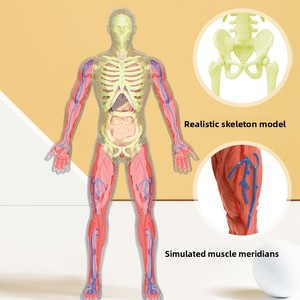 Modè<span class=keywords><strong>le</strong></span> anatomique du <span class=keywords><strong>corps</strong></span> <span class=keywords><strong>humain</strong></span> <span class=keywords><strong>en</strong></span> polyuréthane détachable et assemblable, 32 cm, jouet éducatif musculo-squelettique pour enfants, biomédical <span class=keywords><strong>3D</strong></span> - Product Image 5