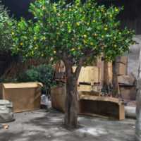Grand arbre artificiel orange personnalisable avec fruits réalistes, tronc en fibre de verre, pour la décoration d'hôtels, de restaurants, de fêtes et d'événements commerciaux