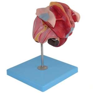 Модель медицинского обучения Женская репродуктивная система модель для гинекологии и анатомии - Product Image 2