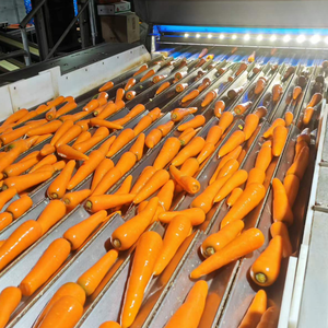 Carottes Fraîches de Qualité Supérieure 150-200g Fournisseur Chinois Vente en Gros Prix Export par Tonne Carotte Gajar Ninjin Danggeun Wortel <span class=keywords><strong>Gezer</strong></span> - Product Image 4