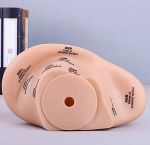 30 सेमी पारंपरिक चीनी चिकित्सा ऑरिकुलर पॉइंट मॉडल दोहरी भाषा उत्कीर्ण कान अभ्यास शरीर सुरक्षा फ़ंक्शन प्लास्टिक - Product Image 4