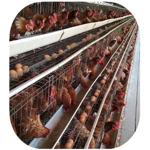 Vente de cage de couche de poulet de batterie de volaille pour la ferme d'ouganda - Product Image 1