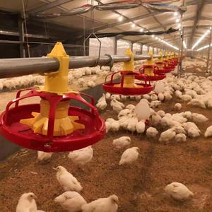 Hoàn toàn tự động phẳng nâng lên Gà Thịt hệ thống sàn gia cầm feeders và người uống cho Gà Nuôi nhà - Product Image 2