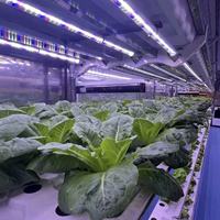 Serre mobile à haut rendement en conteneur maritime de 40 pieds, climat contrôlé, pour culture hydroponique de légumes-feuilles (laitue)
