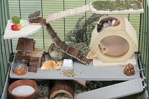 Nid pour petits animaux, cabane en bois, design hexagonal transparent en acrylique, maison à pois pour hamsters, chinchillas, animaux nains - Product Image 4